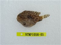 藏品(條紋躄魚)的圖片